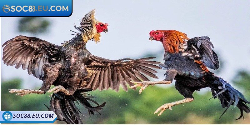 Đá Gà Cựa Dao SOC88 - Sân Chơi Giải Trí Top 1 Hiện Nay 1 Tổng quan thông tin đá gà cựa dao SOC88