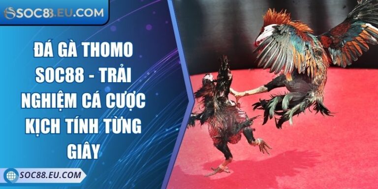 Đá Gà Thomo SOC88 - Trải Nghiệm Cá Cược Kịch Tính Từng Giây