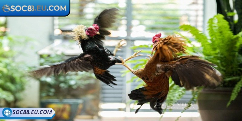 Đá Gà Tre SOC88 - Trải Nghiệm Cá Cược Siêu Mãn Nhãn 3 Chi tiết diễn biến trận đấu chọi kê