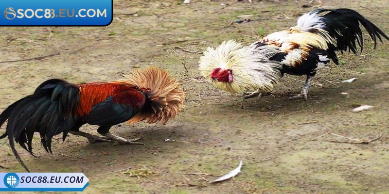 Đá Gà Tre SOC88 - Trải Nghiệm Cá Cược Siêu Mãn Nhãn 1 Tìm hiểu thông tin đá gà tre SOC88