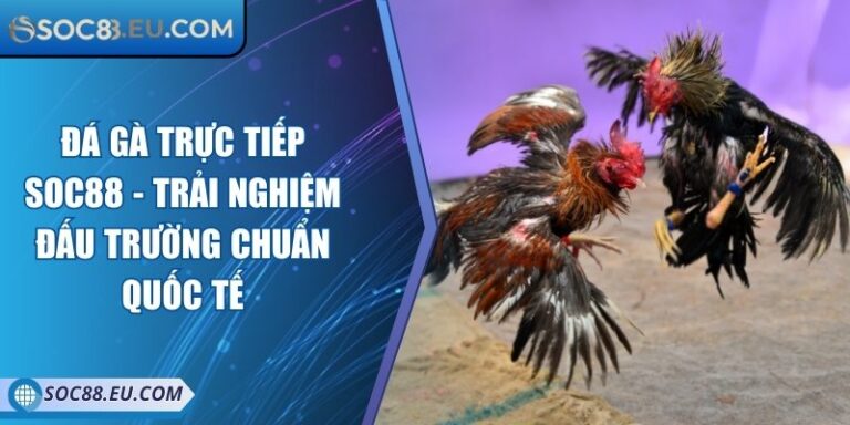 Đá Gà Trực Tiếp SOC88 - Trải Nghiệm Đấu Trường Chuẩn Quốc Tế