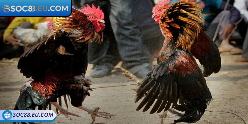 Đá Gà Trực Tiếp SOC88 - Trải Nghiệm Đấu Trường Chuẩn Quốc Tế 2 Lựa chọn loại hình tham gia chính xác